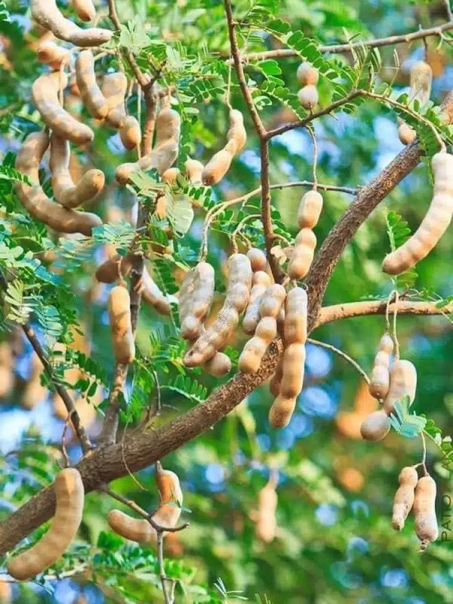 Tamarindus Indica tamarind tree seeds (76)