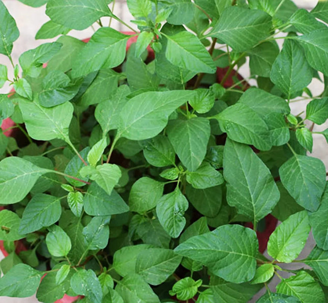 Arai Keerai Big - Multi Cut Spleen amaranth seeds