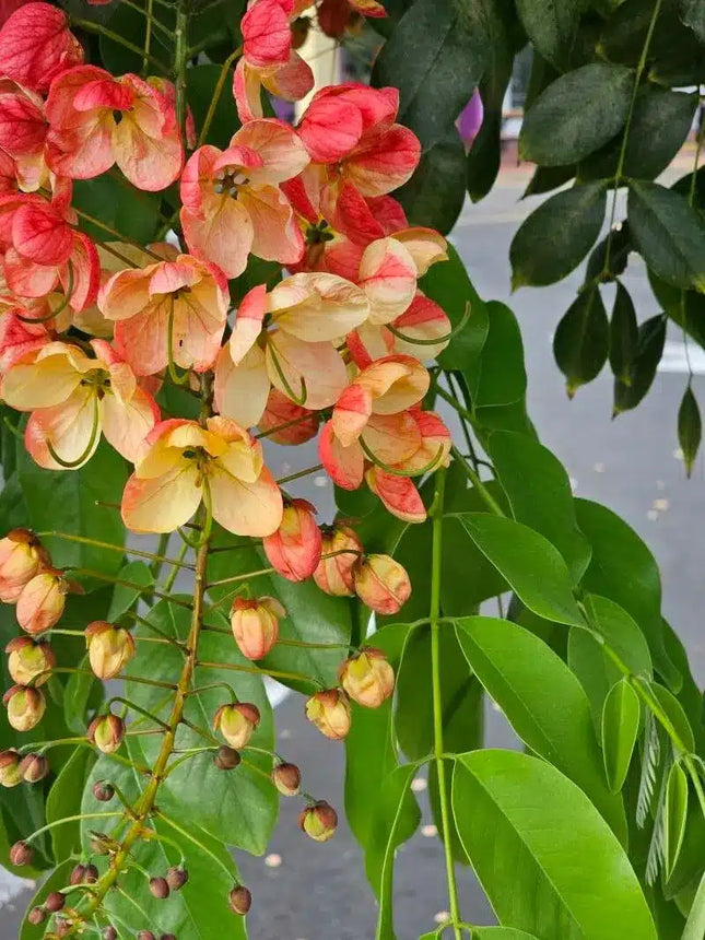 Cassia Javanica Apple blossom tree seeds (29)