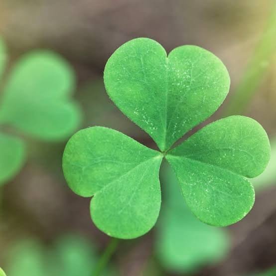 Aala keerai Clover Leafy vegetable seeds