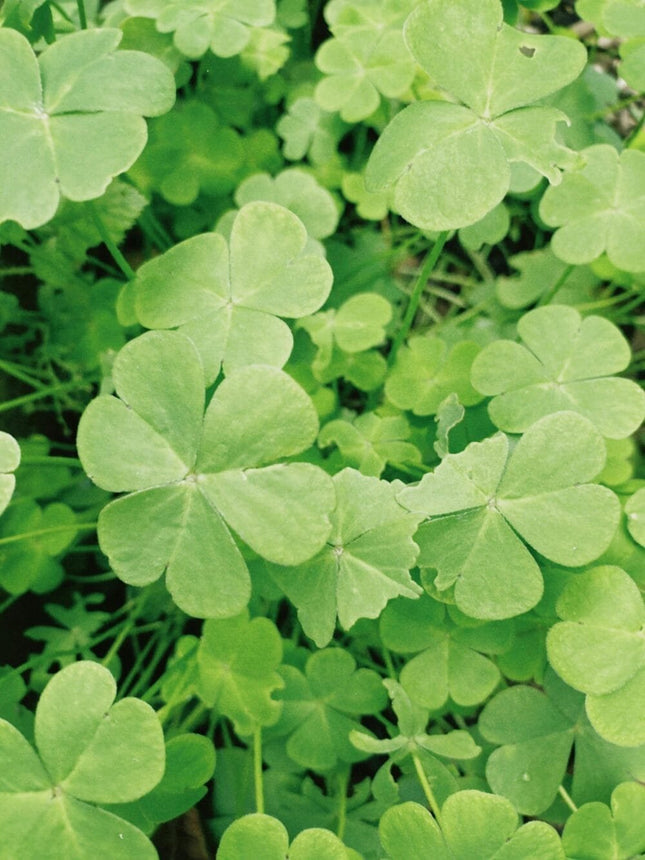 Aala keerai Clover Leafy vegetable seeds