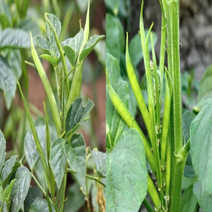 Cluster Beans Long Gardening Seeds