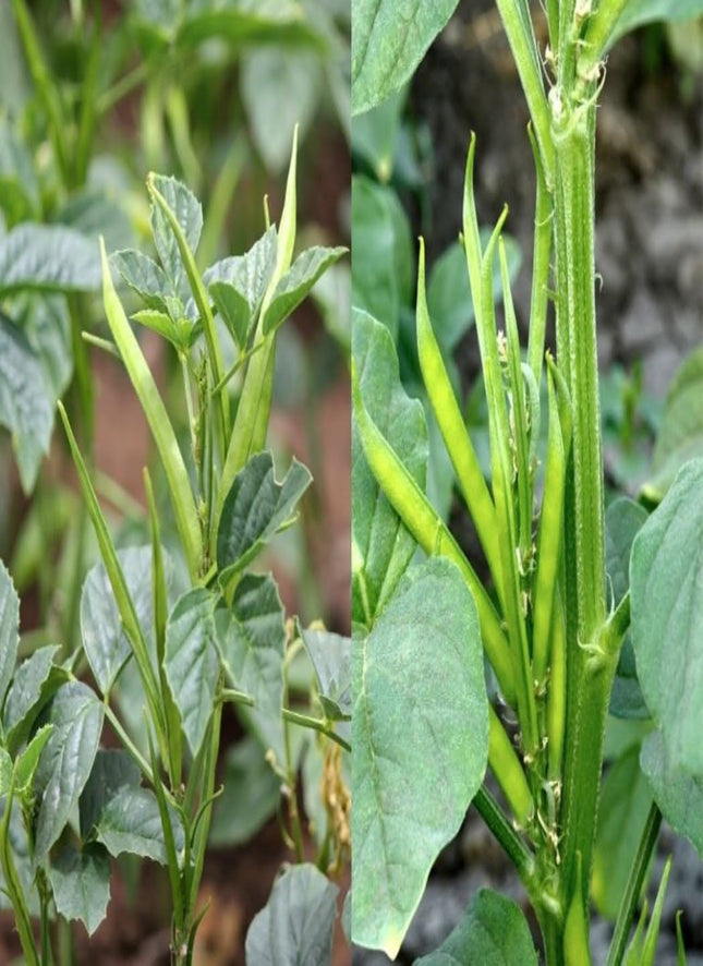 Cluster Beans Long Gardening Seeds