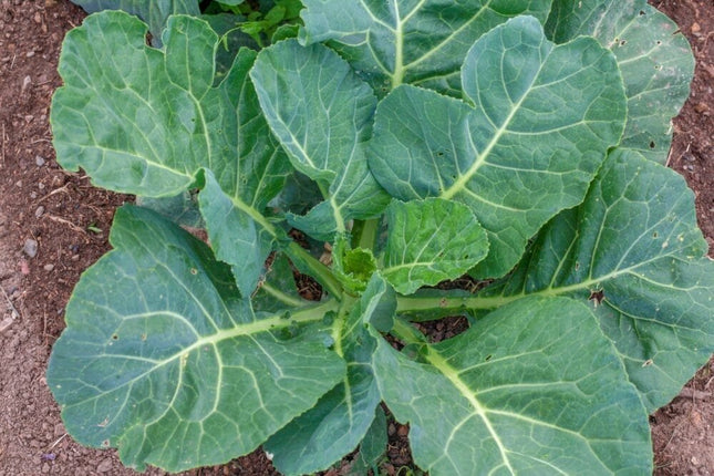 Collard Green Seemai Parattai Keerai seeds
