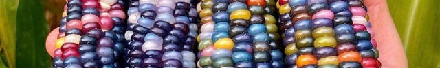 Rainbow Indian Flash floppy corn seeds