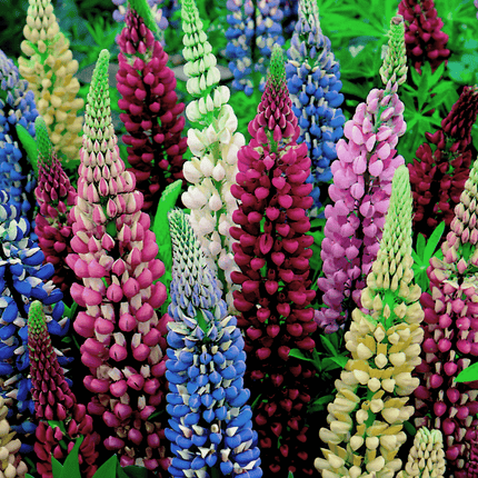 Lupin Pixie Dwarf Mix Flower Seeds Online in India-Winter Favourite