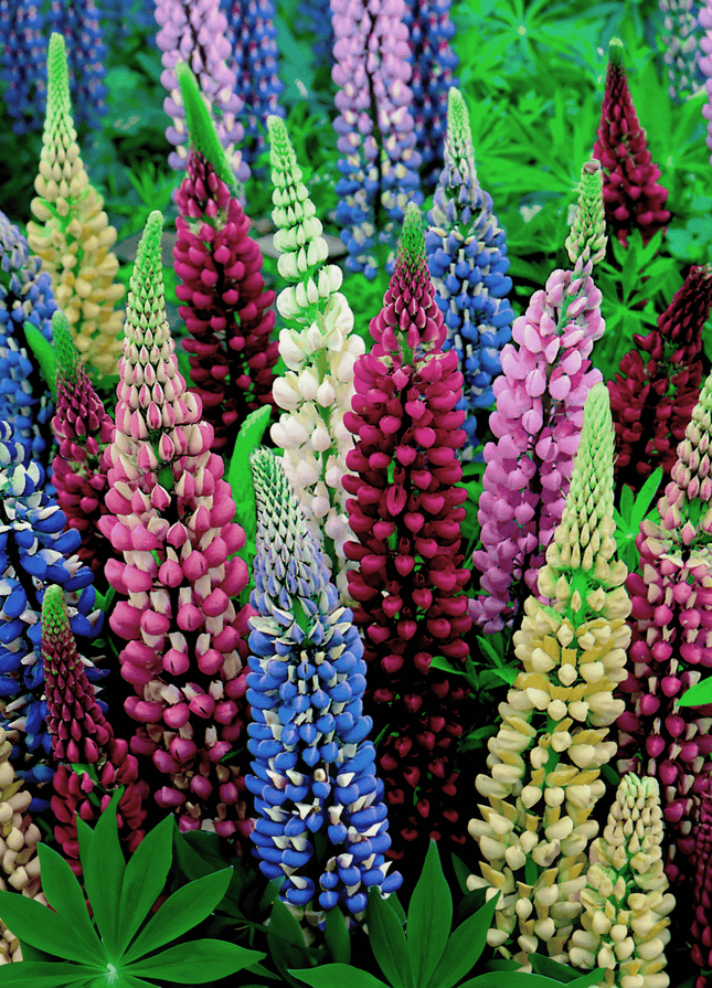Lupin Pixie Dwarf Mix Flower Seeds Online in India-Winter Favourite