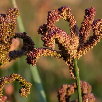 Native Hill Finger Millet / Raagi / kelvaragu seeds