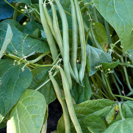 Bush French Green Bean Seeds