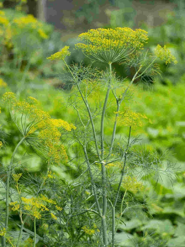 Dill Aromatic Herb Gardening Seeds