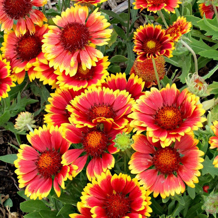 Gaillardia Flower OP seeds-Best For Indian Gardens