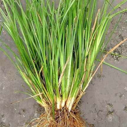 Premium Vettiver Live Plants Online
