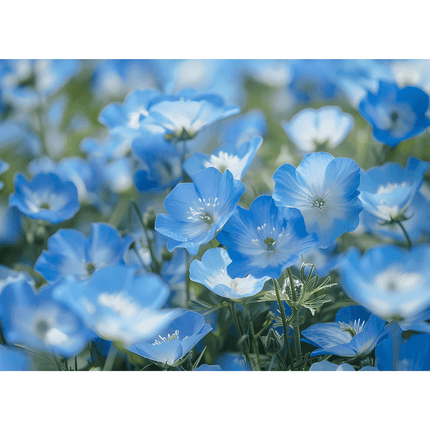 Nemophila open pollinated flower seeds