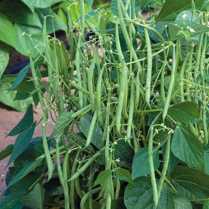 Bush French Green Bean Seeds