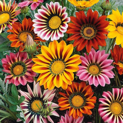 Gazania Sunshine Mix Flower Seeds-Easy To Grow In Pots