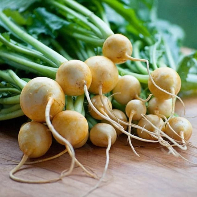 Golden Ball Turnip OP Seeds