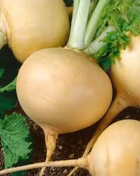 Golden Ball Turnip OP Seeds