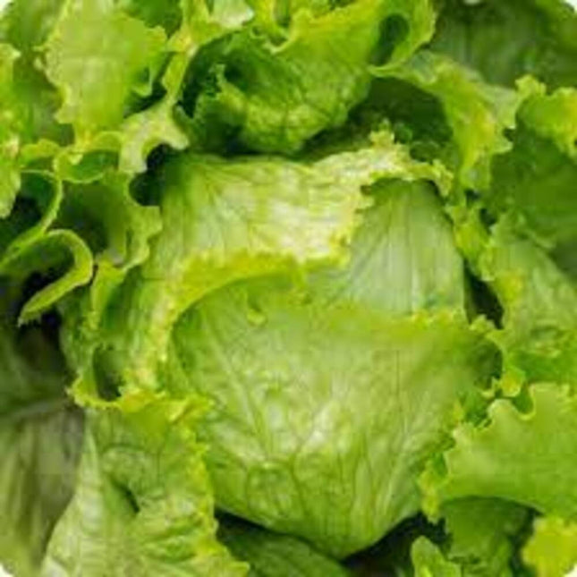 Heirloom Lettuce Great Lakes Seeds