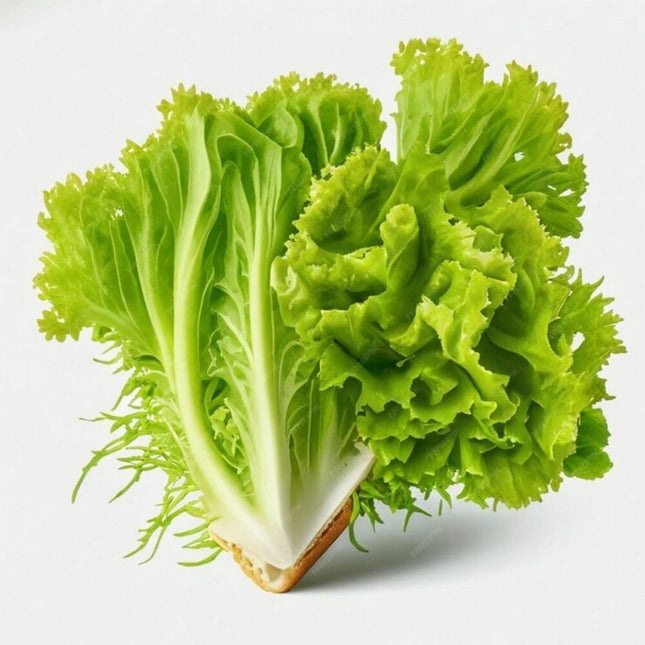 Heirloom Lettuce Green curled seeds