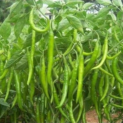 Samba Green Chilli Long Seeds
