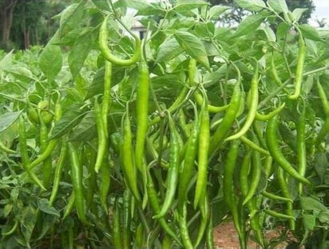 Samba Green Chilli Long Seeds