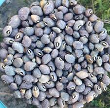 Grey Bean Feijao Carioca carioquinha Gardening seeds