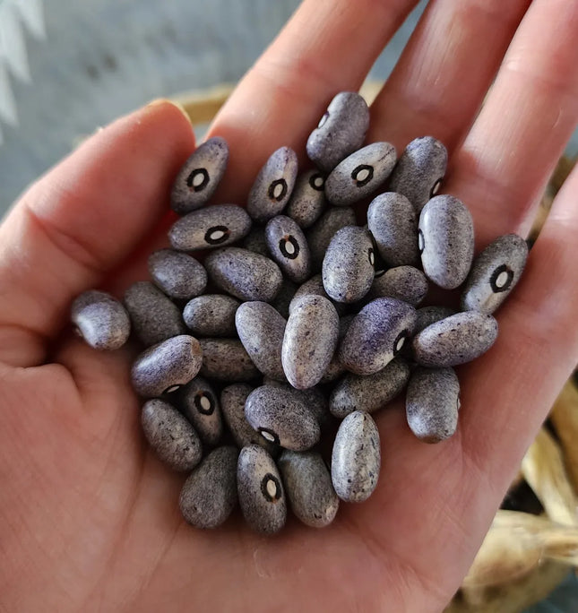 Grey Bean Feijao Carioca carioquinha Gardening seeds