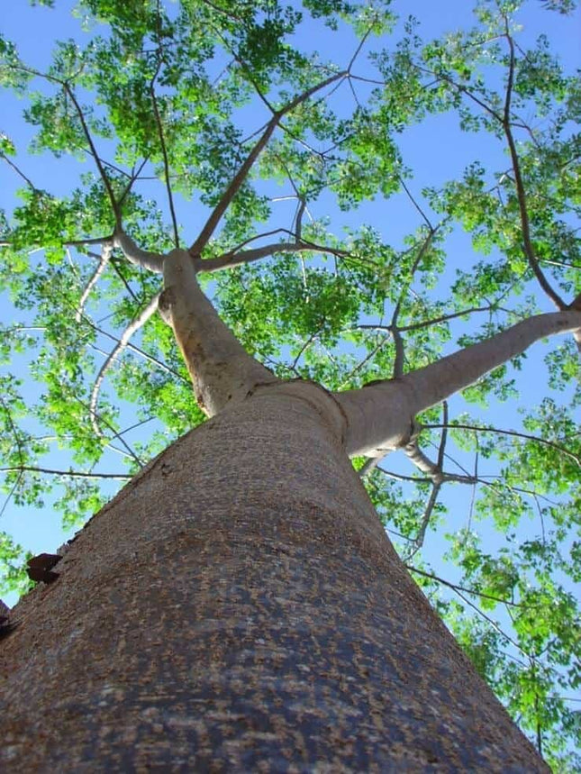 Melia Dubia மலை வேம்பு Malabar Neem tree seeds