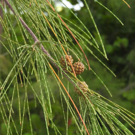 Horsetail Oak Casuarina equisetifolia tree seeds (25)