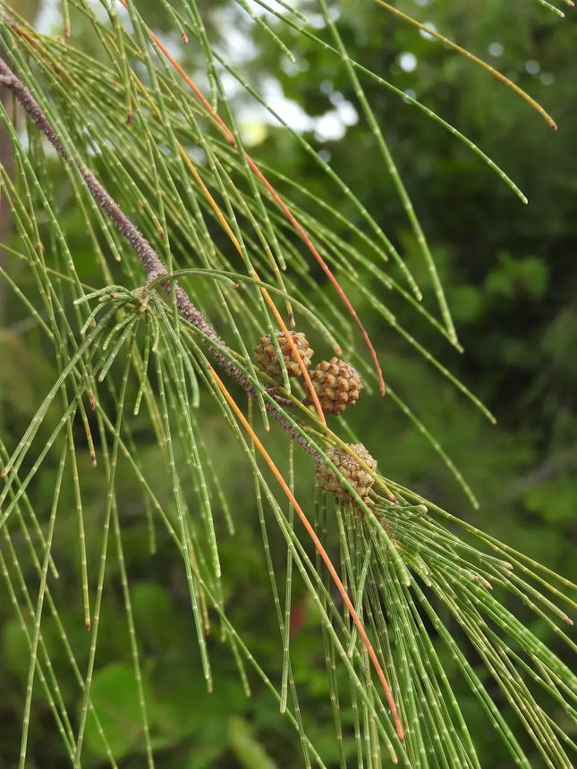 Horsetail Oak Casuarina equisetifolia tree seeds (25)