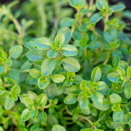 Thyme Aromatic Herb gardening seeds
