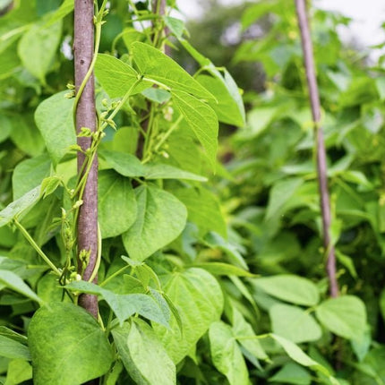 Climbing French Green Bean Seeds