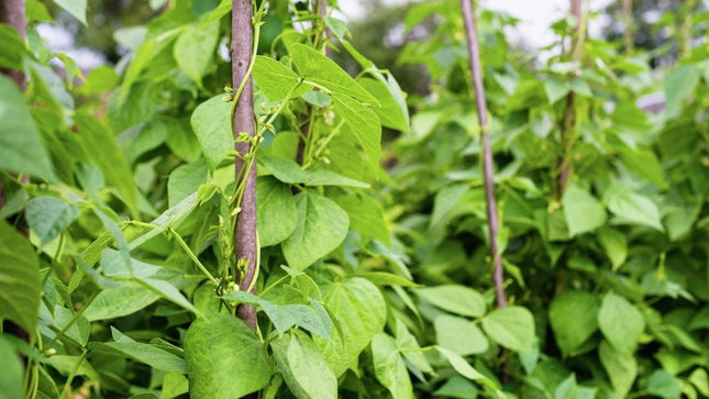 Climbing French Green Bean Seeds
