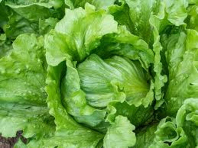 Lettuce Ice Berg open pollinated seeds