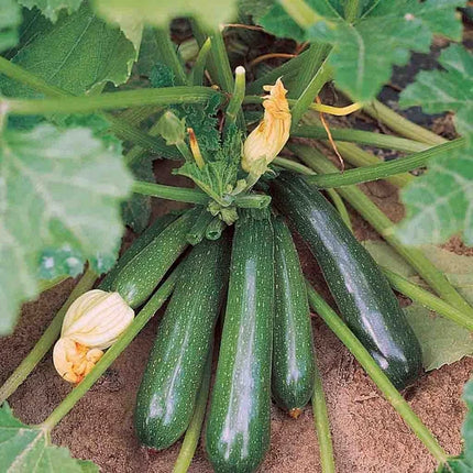 Zucchini Seeds
