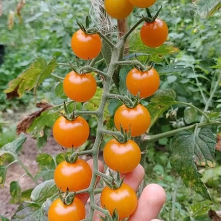 Golden Sun Gold Cherry Tomato Seeds