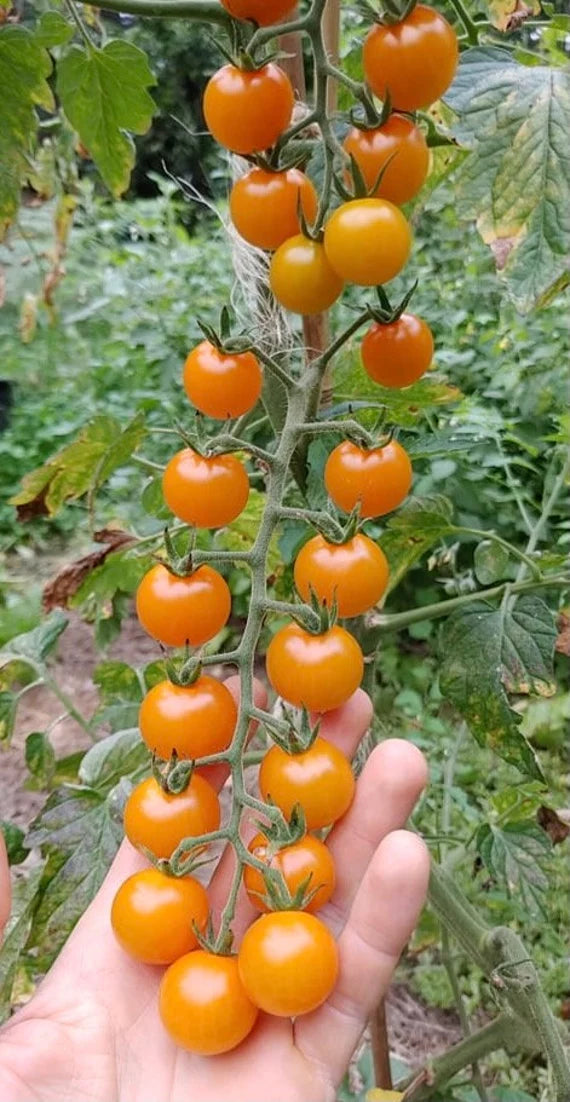 Golden Sun Gold Cherry Tomato Seeds