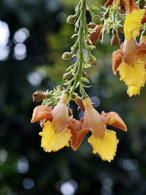 Gmelina Arborea organic tree seeds (44)
