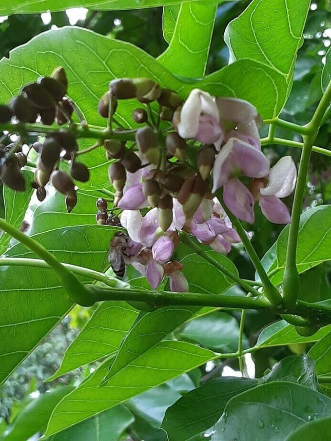 Pongamia pinnata புங்கை tree seeds (60)