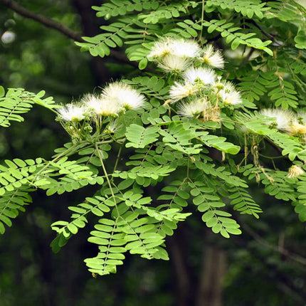 Albizia Richardiana Elephant ear tree seeds (14)