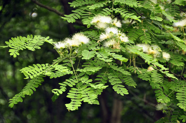 Albizia Richardiana Elephant ear tree seeds (14)