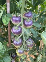Heirloom Blue Berry Cherry Tomato Seeds