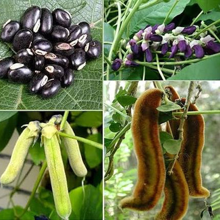 Velvet Beans Seeds | Buy Velvet Bean Seeds Online – HOOGA Seeds