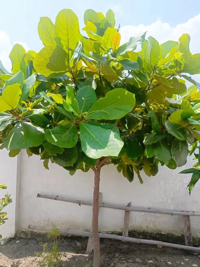 Terminalia Catappa Indian almond tree seeds (85)