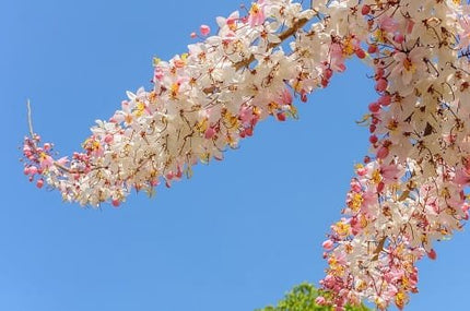 Cassia Grandis tree seeds (28)