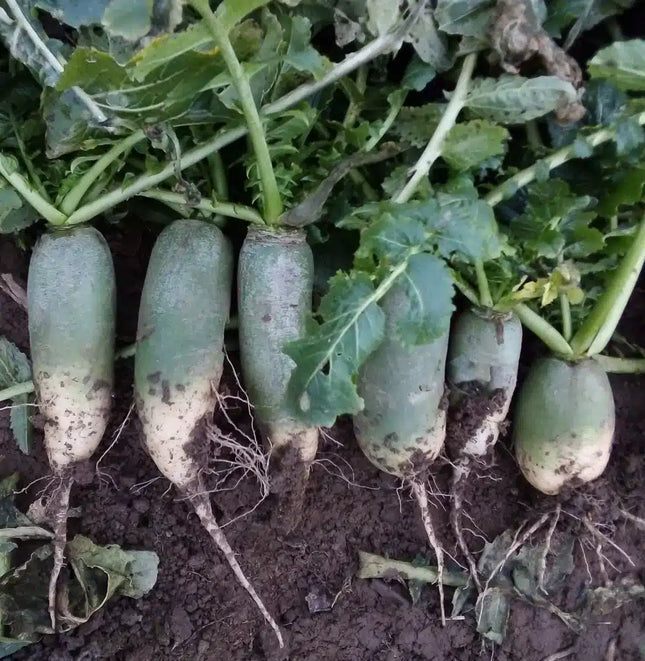 Heirloom Green Meat Radish Seeds