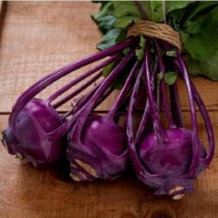 KnolKhol Purple Kohlrabi OP Seeds