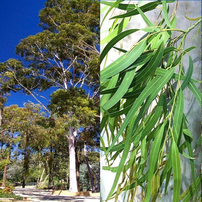 Eucalyptus Tetricornis