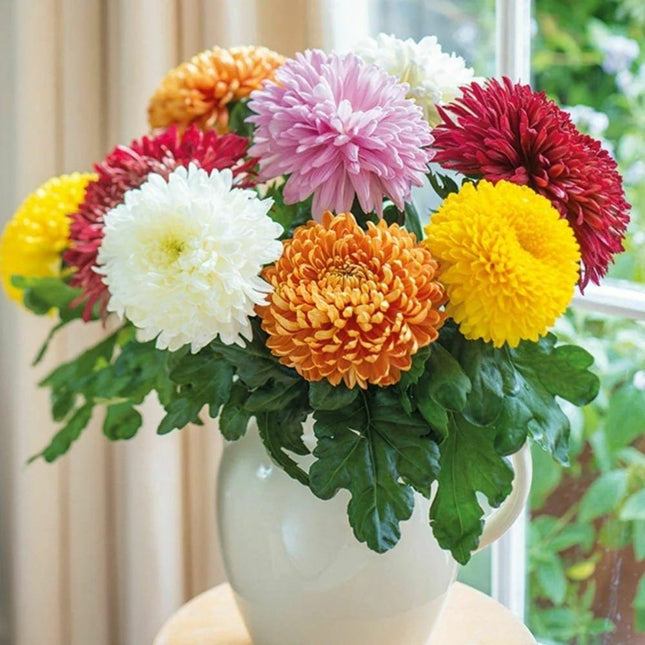 Chrysanthemum Mix open pollinated seeds