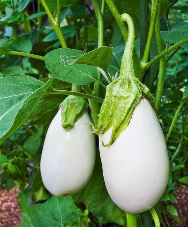 White Egg Thorny Brinjal
